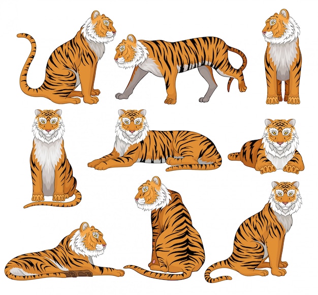 Conjunto de tigre en diferentes poses. Gran gato salvaje con pelaje naranja y rayas negras. Potente animal depredador. Tema de la vida silvestre.