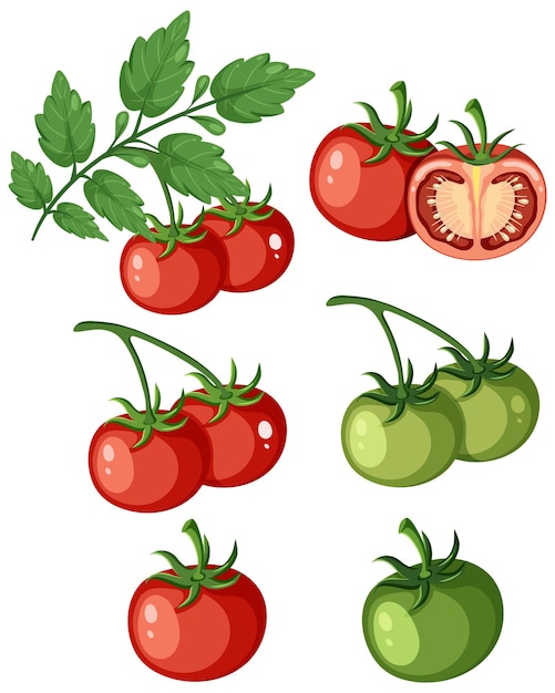 Vector conjunto, de, tomate, fruta, aislado