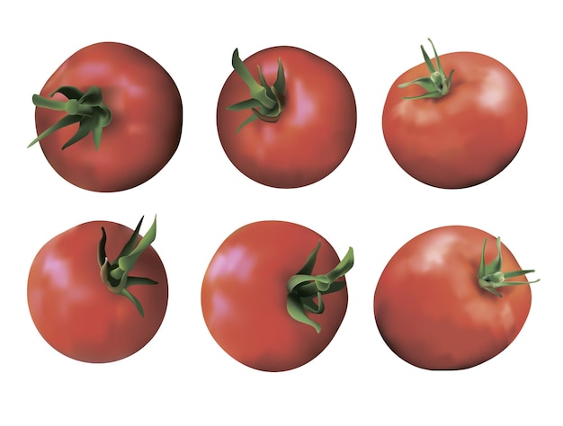 Conjunto de tomates aislado sobre fondo blanco tomates frescos rojos con tallos verdes vista superior vista lateral