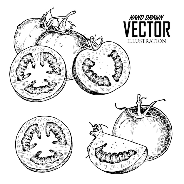 Vector conjunto de tomates. dibujo a mano de vegetales. ilustración de arte vectorial. imagen aislada de tinta negra