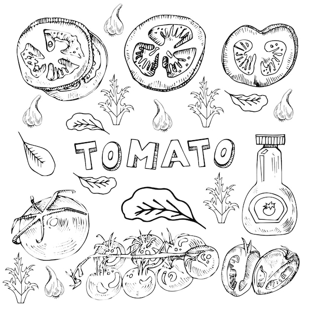 Conjunto de tomates y salsa dibujados a mano. ilustración de vector de vegetales decorativos en estilo de tinta antigua.