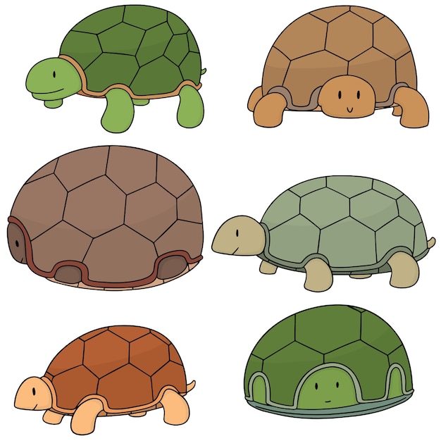 conjunto de tortuga