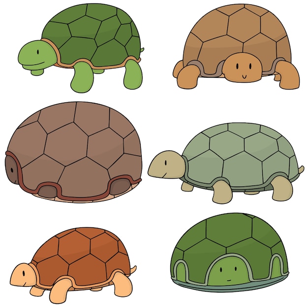 Vector conjunto de tortuga