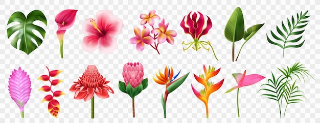 Conjunto transparente realista de flores exóticas con símbolos de flores ilustración vectorial aislada