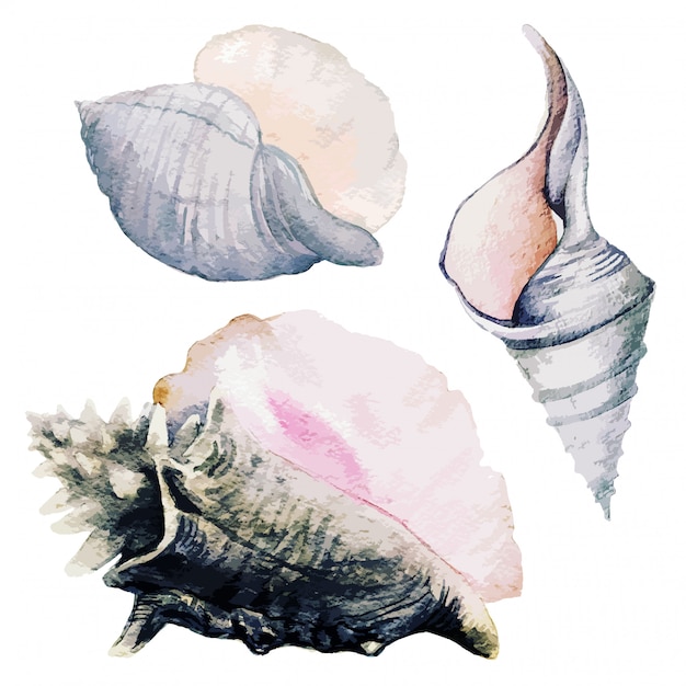 Conjunto de tres conchas de mar acuarela
