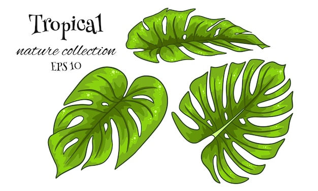 Vector conjunto tropical con exóticas hojas de palma talladas en estilo de dibujos animados.