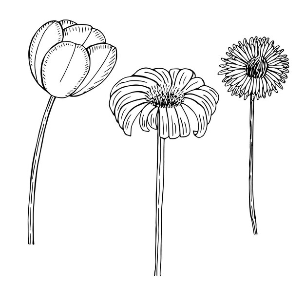 Conjunto de tulipanes de jardín y flores silvestres, manzanilla y diente de león, ilustración vectorial, boceto dibujado a mano
