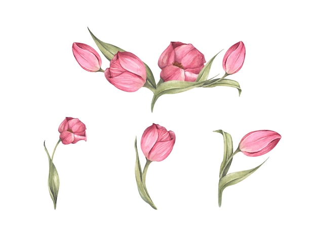Conjunto de tulipanes rosas y hojas. Ramo de tulipanes. Composición floral. Ilustración de acuarela.