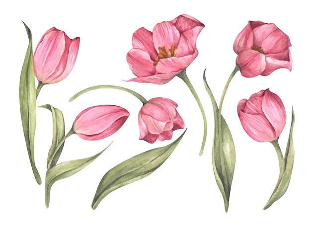Conjunto de tulipanes rosas. Ilustración botánica floral acuarela.