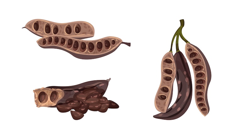 Vector el conjunto de vainas dulces de la planta de algarrobo ilustración vectorial de superalimentos