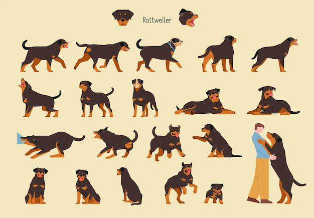 Un conjunto de varias acciones y poses de rottweilers ilustración vectorial plana