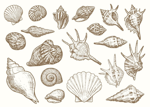 Conjunto de varias conchas marinas corales ostras y vieiras grabando ilustración vectorial
