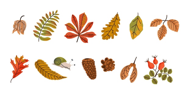 Conjunto de varias hojas de otoño bellota y castaño plantas forestales setas