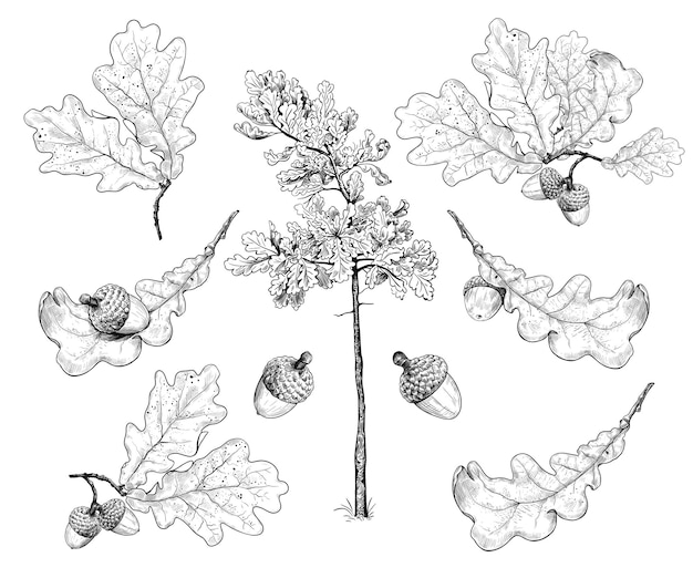 Conjunto de varias hojas de roble y bellotas Dibujo realista sobre un fondo blanco Colección otoño