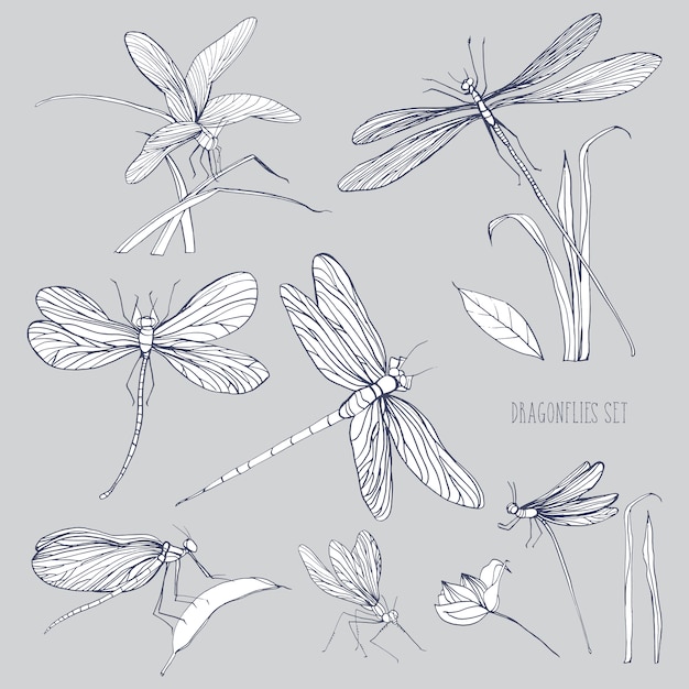 Conjunto de varias libélulas en diferentes poses. Monocromo dibujado a mano colección sumador volador ilustración.