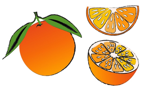 Vector conjunto de vector aislado naranja sobre fondo blanco, vector de arte de línea de fruta aislado