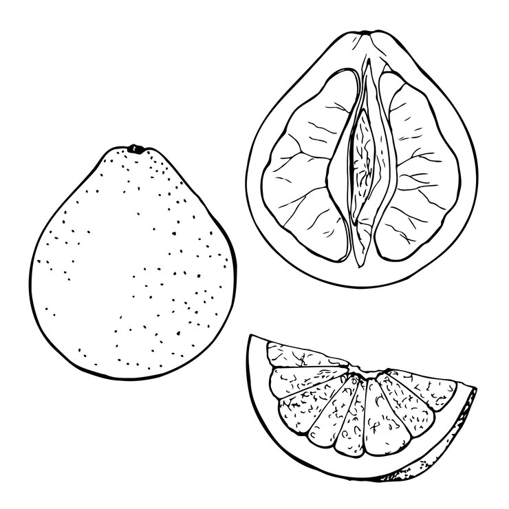 Conjunto de vector blanco y negro de fruta de pomelo aislado en un fondo blanco