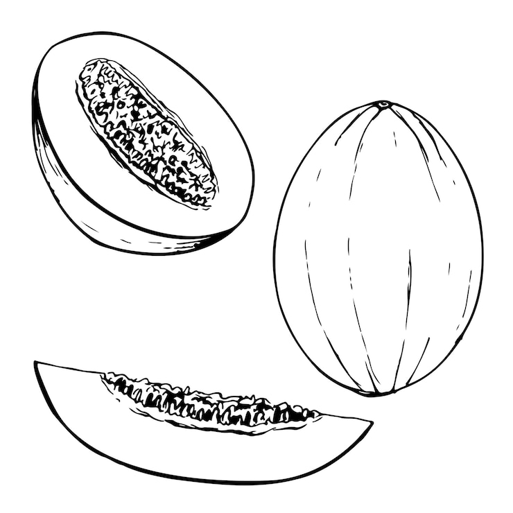 Conjunto de vector blanco y negro de melón aislado en un fondo blanco