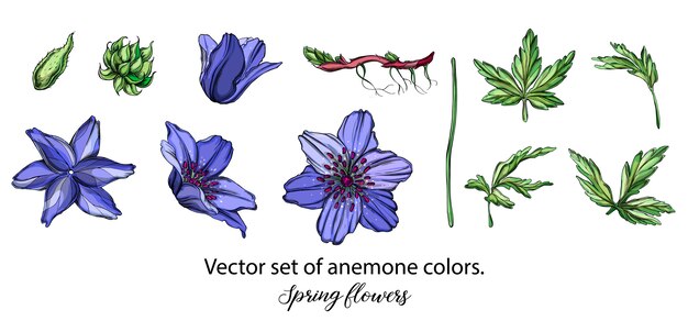 Vector conjunto del vector de colores azules de la anémona. flores de primavera