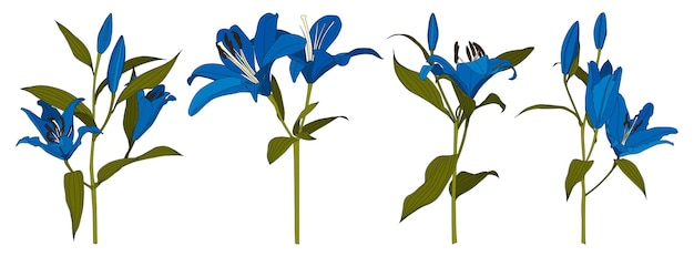Conjunto de vector de flor de lirio azul dibujado a mano aislado