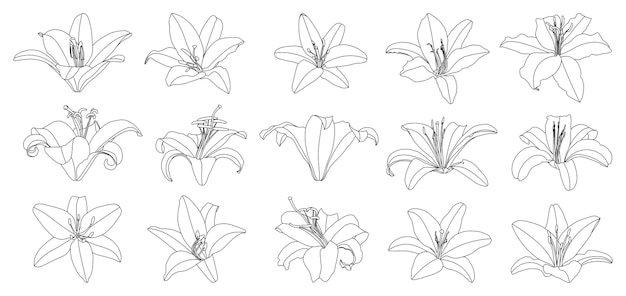 Conjunto de vector de flor de lirio de contorno dibujado a mano aislado