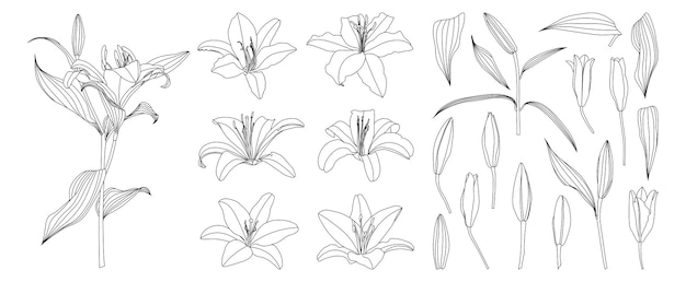 Vector conjunto de vector de flor de lirio de contorno dibujado a mano aislado
