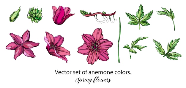 Vector conjunto del vector de flores púrpuras de la anémona. flores de primavera