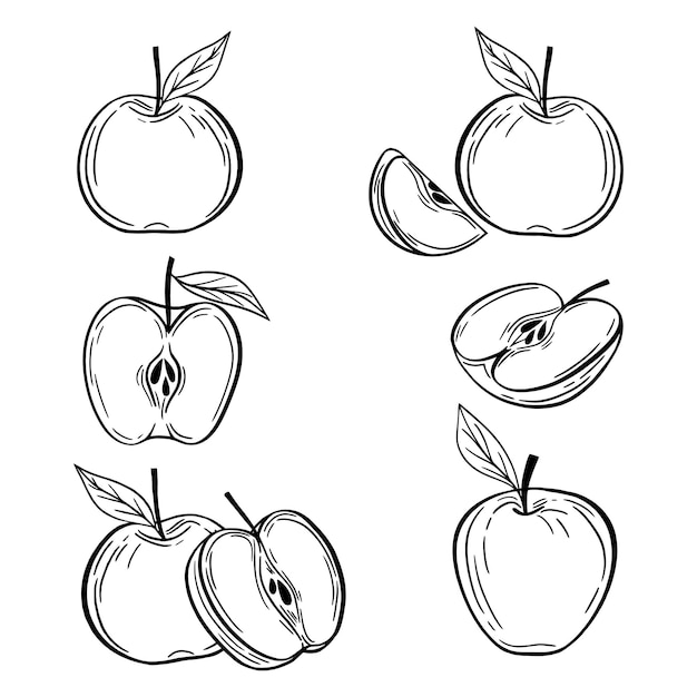 Vector conjunto de vector de fruta de manzana ilustración de grabado de boceto dibujado a mano de alimentos orgánicos grabados