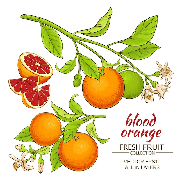 Conjunto de vector de naranja de sangre