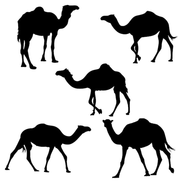 conjunto de vector de silueta de camello
