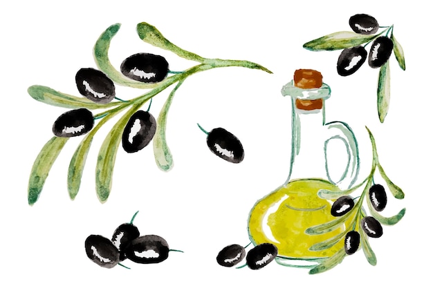 Conjunto de vectores de acuarela con aceituna madura negra Ilustración pintada a mano con botella de bayas de oliva con aceite de oliva y ramas de árboles con hojas aisladas sobre fondo blanco