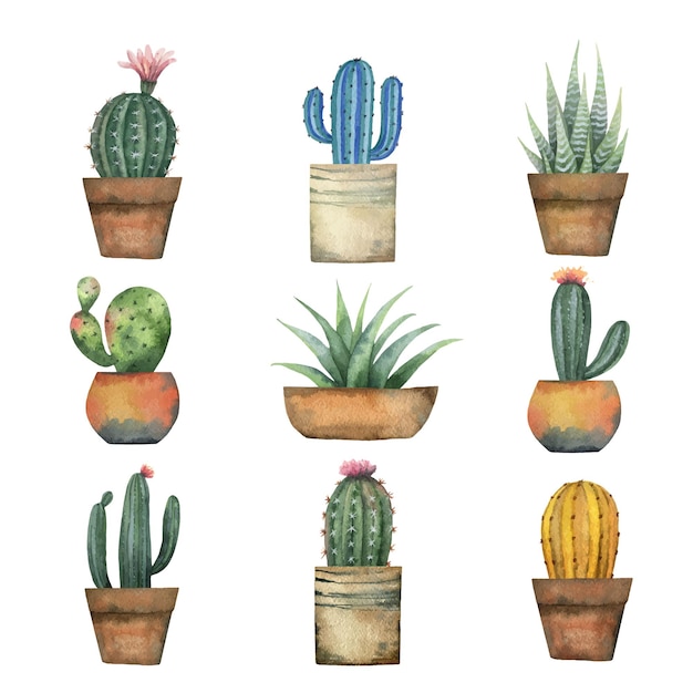 Conjunto de vectores de acuarela de cactus y plantas suculentas aisladas sobre fondo blanco