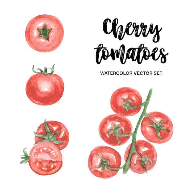Conjunto de vectores de acuarela de tomates cherry rama de tomate ilustración vectorial
