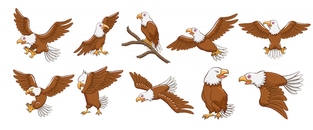Vector conjunto de vectores de águila
