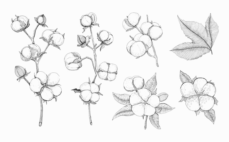 Vector conjunto de vectores de algodón boceto de rama de algodón y flores dibujo aislado sobre fondo blanco.