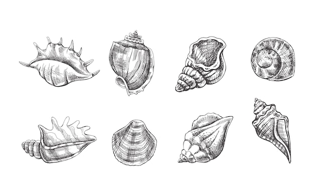 Conjunto de vectores de amonita de conchas marinas Ilustración de croquis dibujado a mano Colección de bocetos realistas de varios moluscos conchas marinas de varias formas aisladas sobre fondo blanco