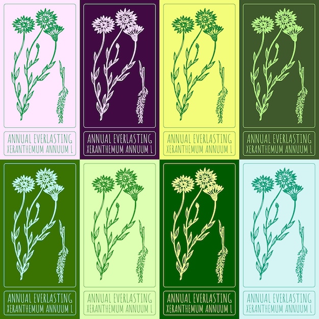 Conjunto de vectores de ANNUAL EVERLASTING en colores Ilustración dibujada a mano en latín XERANTHEMUM ANNUUM L