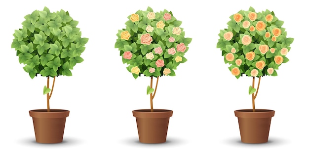 Conjunto de vectores árboles con rosas florecientes aisladas sobre fondo blanco