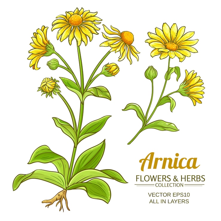 Vector conjunto de vectores de árnica