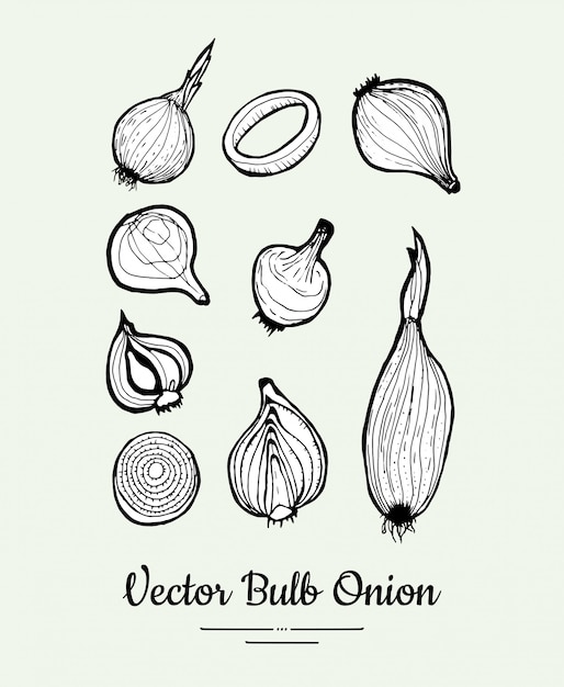 Conjunto de vectores de bulbo de cebolla. línea de comida vegetariana dibujado a mano ilustración.