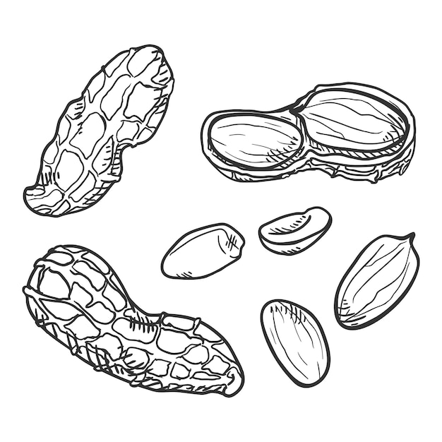 Vector conjunto de vectores de cacahuetes de boceto