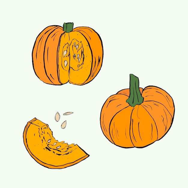 Vector conjunto de vectores de calabaza dibujo a color dibujo a mano aislado de verduras