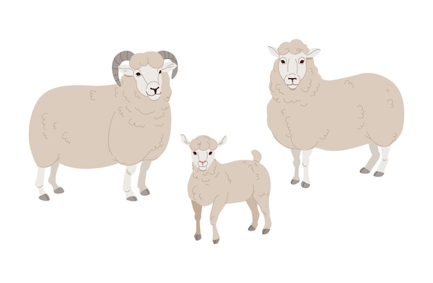 Conjunto de vectores Cute Sheep and Ram aislado ilustración retro. Silueta de ovejas de pie en blanco.