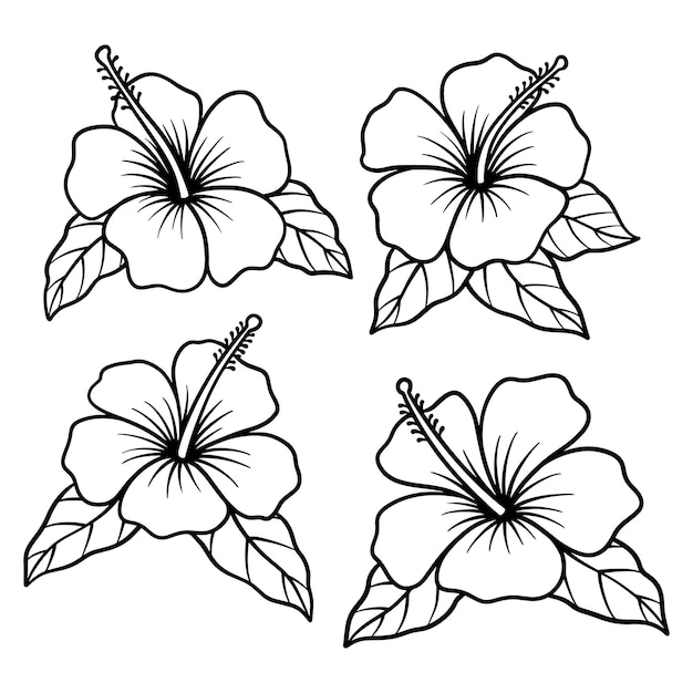 Vector conjunto de vectores dibujados a mano de hibisco