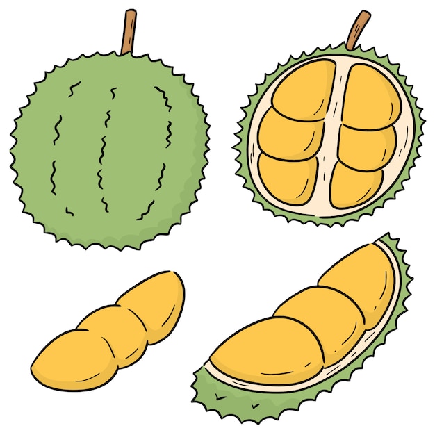 Vector conjunto de vectores de durian