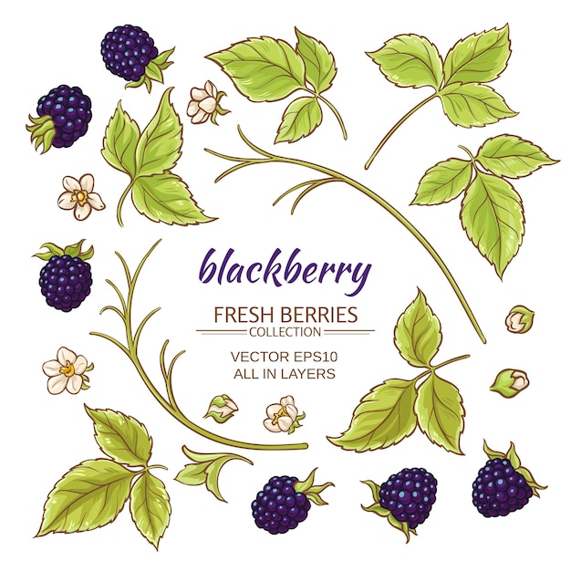 Conjunto de vectores de elementos de Blackberry sobre fondo blanco