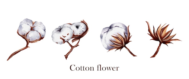 Conjunto de vectores de elementos de flor de algodón acuarela