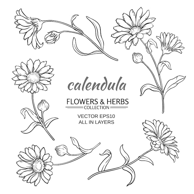 Vector conjunto de vectores de flores de caléndula sobre fondo blanco