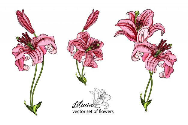 Conjunto de vectores de flores y capullos de lirio.