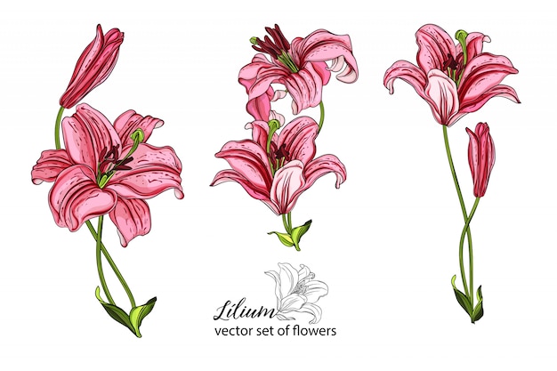 Vector conjunto de vectores de flores y capullos de lirio.